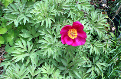 Ethel's Peony